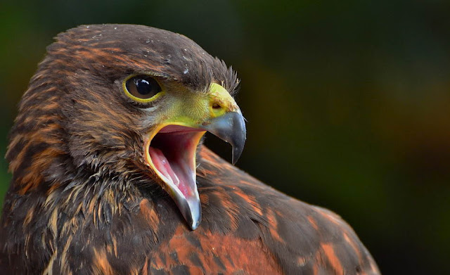 25 Most Beautiful Animals Photography StumbleUpon 1 Most Beautiful Animals Photos On StumbleUpon