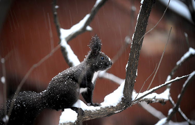 25 Most Beautiful Animals Photography StumbleUpon 71 Most Beautiful Animals Photos On StumbleUpon