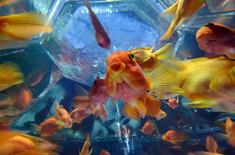 Art Aquarium Exhibition in Tokyo 261 Art Aquarium Exhibition in Tokyo