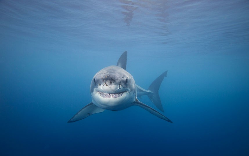 David Fleethams underwater photographs of life in the worlds oceans 3134 David Fleethams underwater photographs of life in the worlds oceans