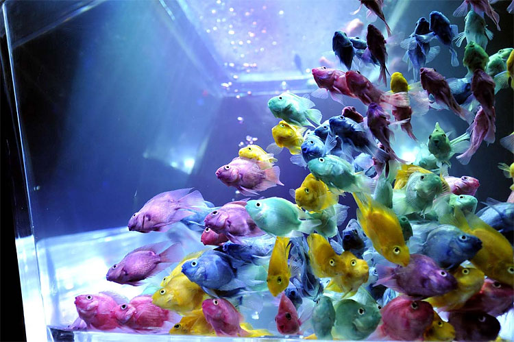 Art Aquarium Exhibition in Tokyo 345 Art Aquarium Exhibition in Tokyo