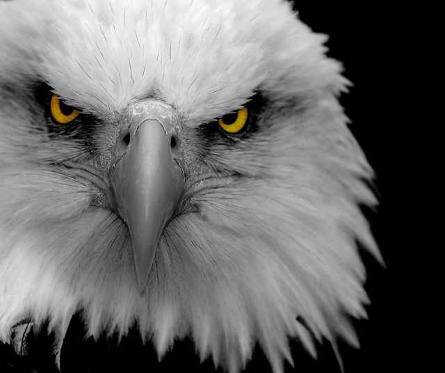 42 40 Stunning Close Up Shots of Animals