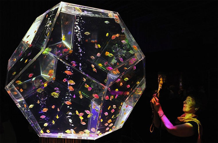 Art Aquarium Exhibition in Tokyo 443 Art Aquarium Exhibition in Tokyo