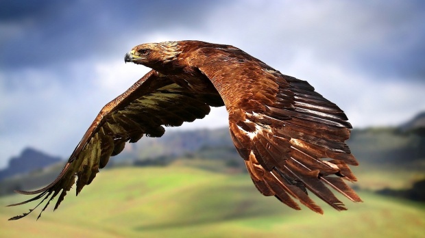 Amazing Animals #9 444 3a Amazing Animals #9
