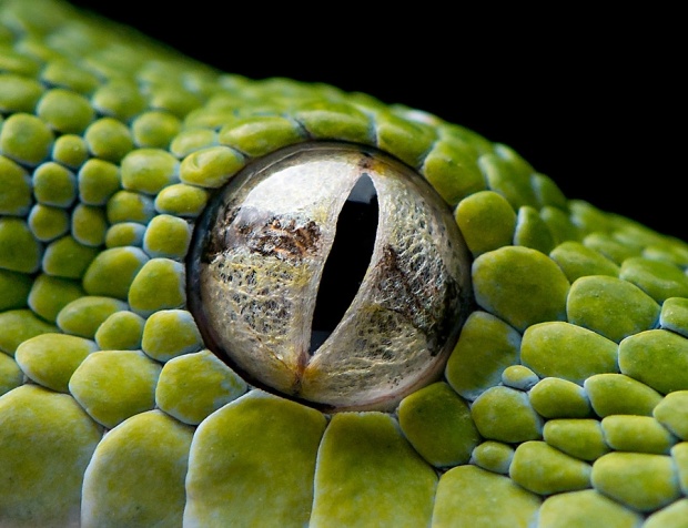 Amazing Animals #9 444 3c Amazing Animals #9