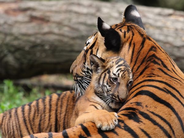 Animal Mothers and Babies 20 Photos 17 Animal Mothers and Babies (20 Photos)