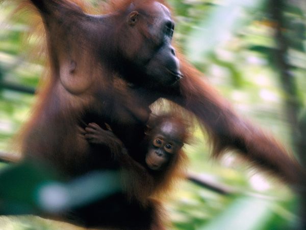 Animal Mothers and Babies 20 Photos 18 Animal Mothers and Babies (20 Photos)