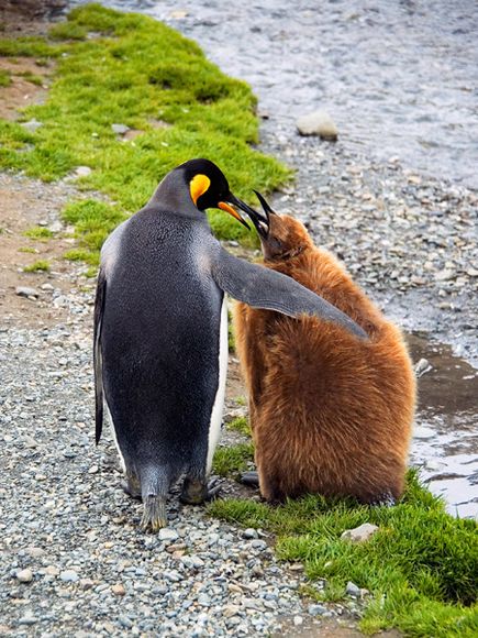 Animal Mothers and Babies 20 Photos 19 Animal Mothers and Babies (20 Photos)