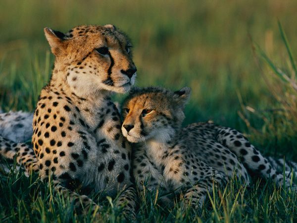 Animal Mothers and Babies 20 Photos 20 Animal Mothers and Babies (20 Photos)