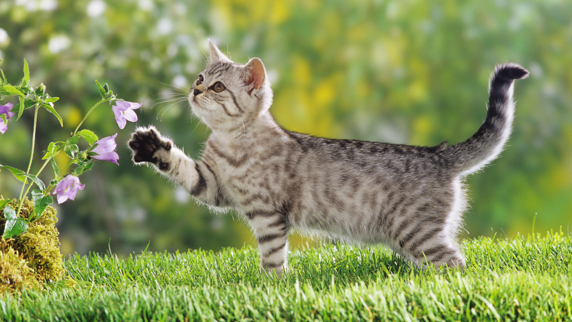 15 1080p Animal Wallpapers Animals 1 15 1080p Animal Wallpapers