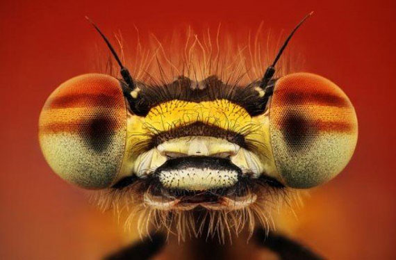 Animals Eye 4 AMAZING EYES OF INSECTS