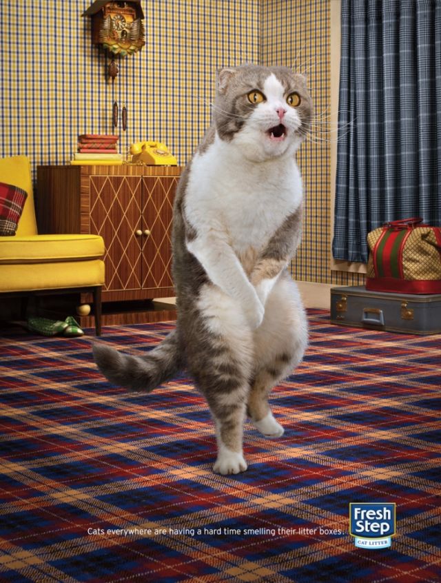 Beautiful Cats Dancing Animals in Advertising 4 Beautiful Cats Dancing