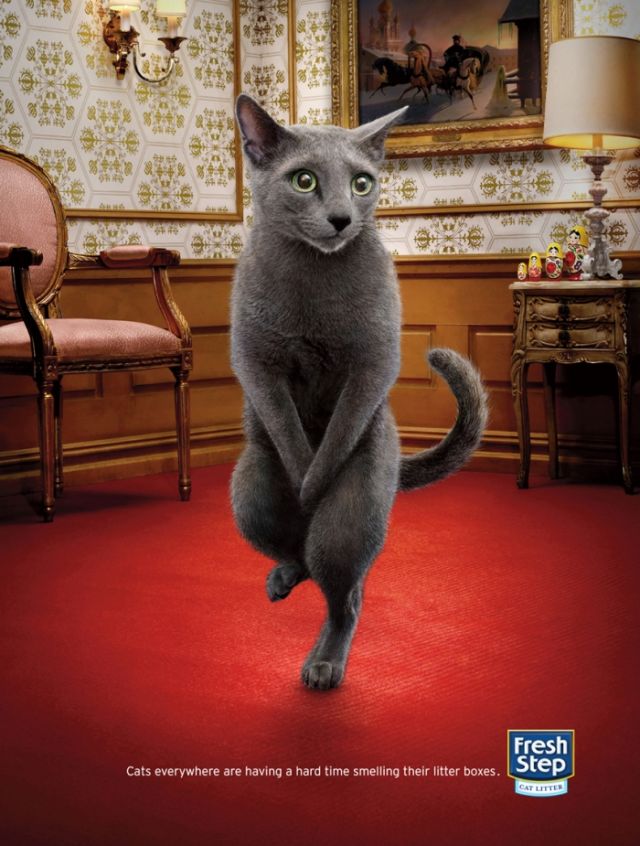 Beautiful Cats Dancing Animals in Advertising 5 Beautiful Cats Dancing