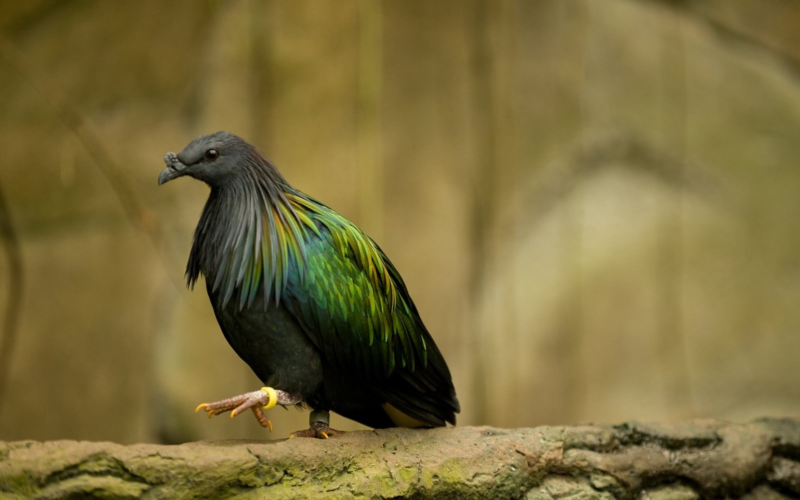 28 Beautiful Pigeon Photos Beautiful Pigeon Wallpapers 19 28 Beautiful Pigeon Photos