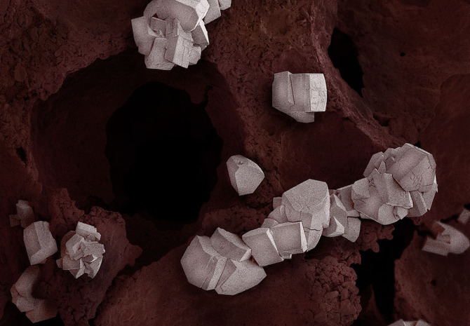 Microscopic Food Photography by Caren Alpert Caren Alpert Microscopic Food Photography by Caren Alpert