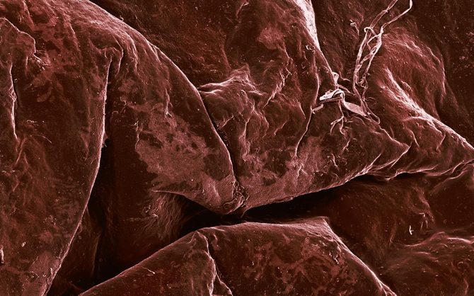 Microscopic Food Photography by Caren Alpert Caren Alpert5 Microscopic Food Photography by Caren Alpert