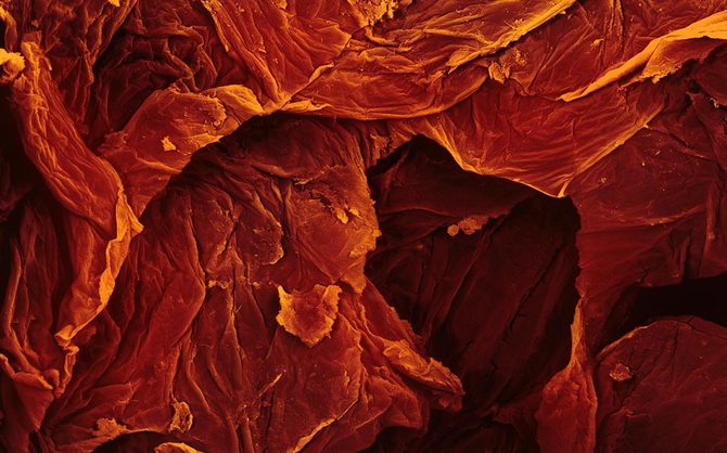 Microscopic Food Photography by Caren Alpert Caren Alpert9 Microscopic Food Photography by Caren Alpert