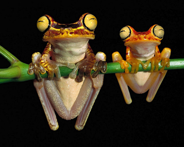 Colorful Frogs Colorful Frog 1 Colorful Frogs