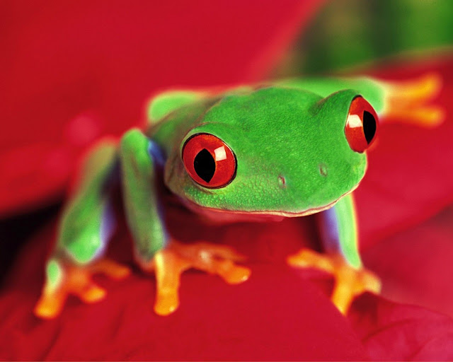 Colorful Frogs Colorful Frog 10 Colorful Frogs
