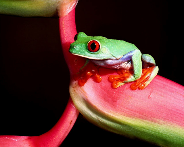 Colorful Frogs Colorful Frog 11 Colorful Frogs