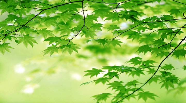 Amazing Collection of Green Wallpapers For Your Desktops Green Wallpapers 1 Amazing Collection of Green Wallpapers For Your Desktops