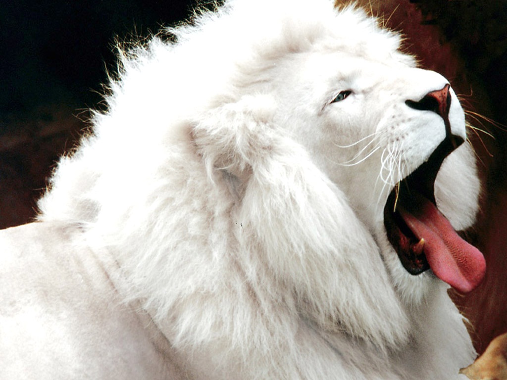 Lion X