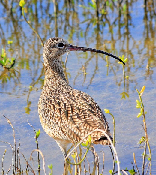 National Wildlife 1 Breathtaking Birds Photography