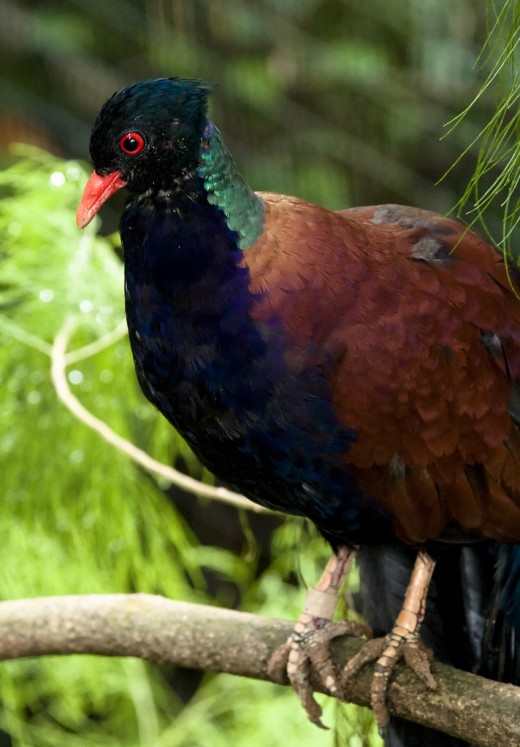 National Wildlife 2 Breathtaking Birds Photography