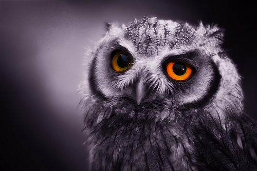 Owls 3 Incredible Pictures of Owls