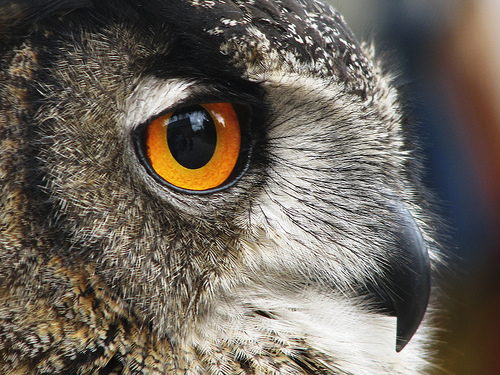 Owls 4 Incredible Pictures of Owls