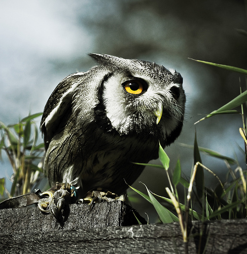 Owls 5 Incredible Pictures of Owls