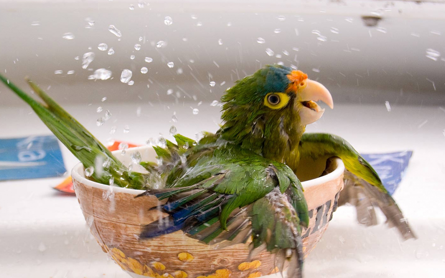 Parrot High Quality Wallpapers ParrotWallpapers 2 Parrot High Quality Wallpapers