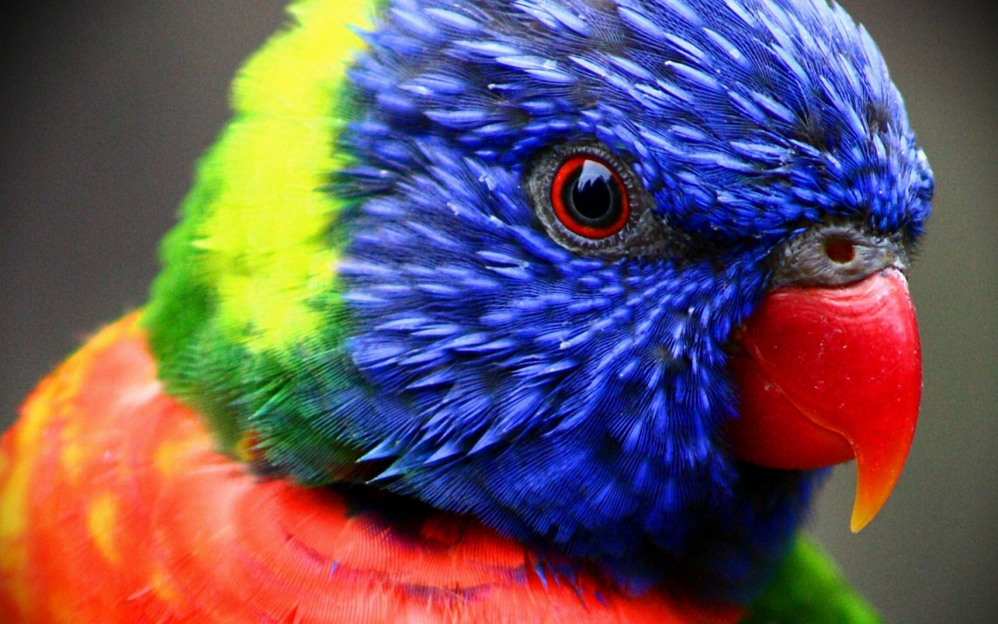 Parrot High Quality Wallpapers ParrotWallpapers 4 Parrot High Quality Wallpapers