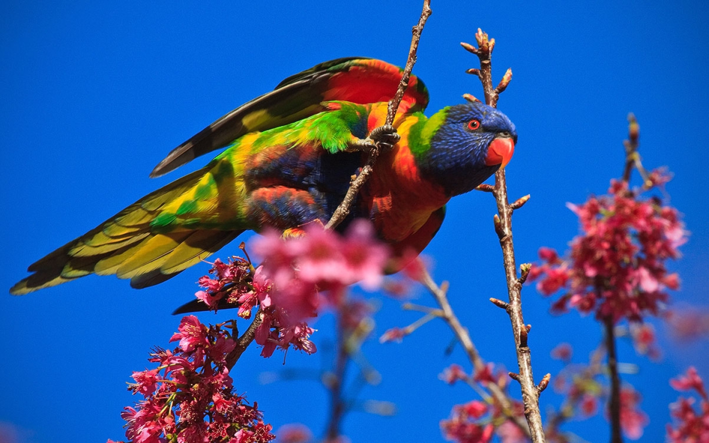 Parrot High Quality Wallpapers ParrotWallpapers 5 Parrot High Quality Wallpapers