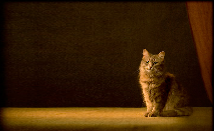 19th Century Animal Portraits by Andrew Pinkham Pet Portraits by Andrew Pinkham 19th Century Animal Portraits by Andrew Pinkham