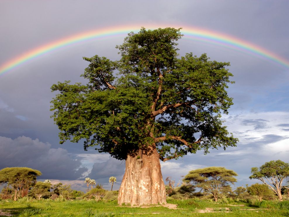 Ten Best Rainbows Pictures Found On National Geographic Rainbow Over Baobab Tree Ten Best Rainbows Pictures Found On National Geographic