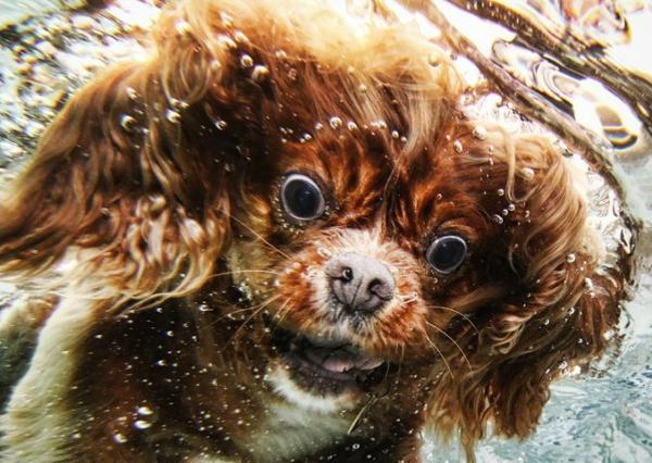 33 Stunning Underwater Photographs of Dog | MachoArts Underwater Dog Photography 16 33 Stunning Underwater Photographs of Dog | MachoArts