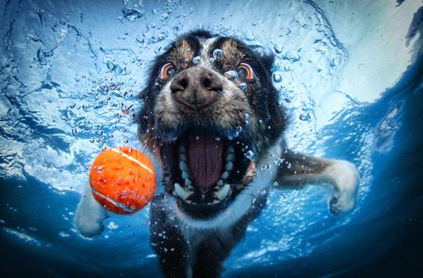 33 Stunning Underwater Photographs of Dog | MachoArts Underwater Dog Photography 19 33 Stunning Underwater Photographs of Dog | MachoArts