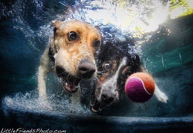 Amazing Underwater Dogs Photos By Seth Casteel Underwater Dogs By Seth Casteel 1 Amazing Underwater Dogs Photos By Seth Casteel