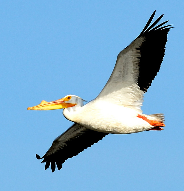Will Randall Birds Photography by Will Randall