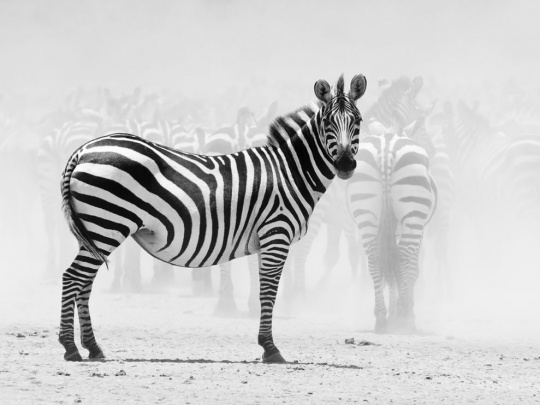 Beautiful Animal Photography animal 1 Beautiful Animal Photography