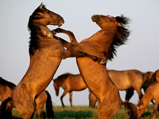 Beautiful Animal Photography animal 2 Beautiful Animal Photography