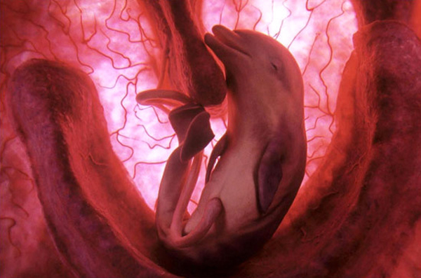 Photos of Animals Taken Inside the Womb Photos of Animals Taken Inside the Womb