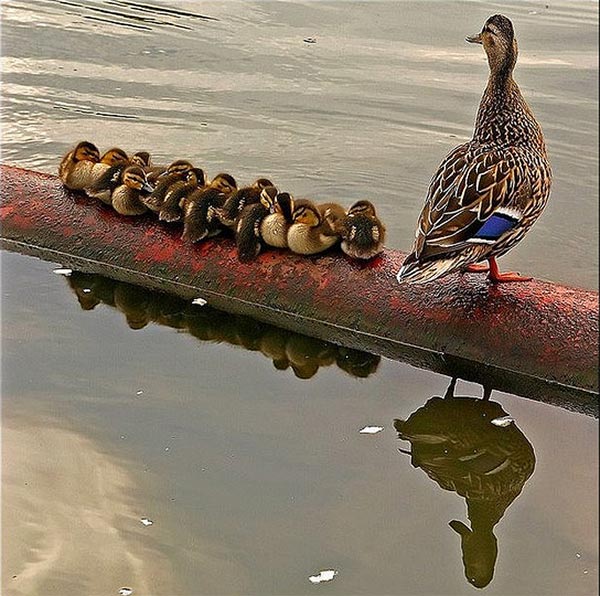 bird photography2 Amazing Examples of Birds Photography