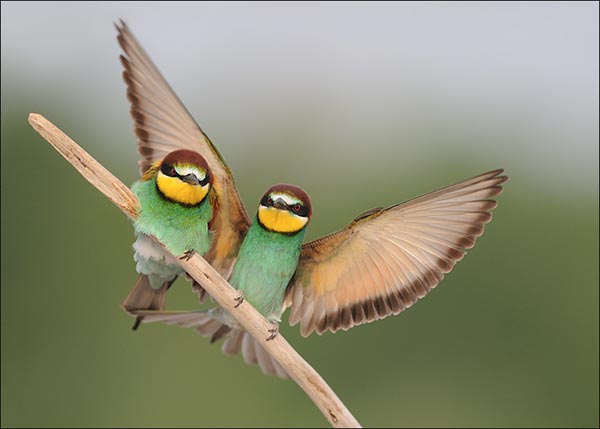 bird photography4 Amazing Examples of Birds Photography