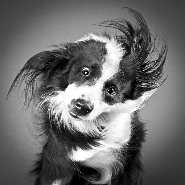  Photos of Dogs Shaking Their Heads