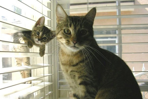 Adorable Photos of Animals and Their Mini Mes copycatanimalphotos1 Adorable Photos of Animals and Their Mini Mes