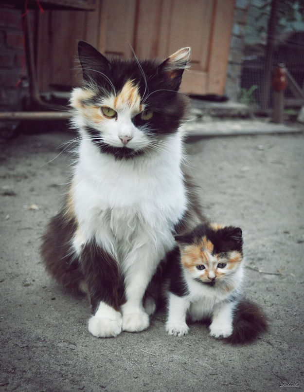 Adorable Photos of Animals and Their Mini Mes copycatanimalphotos2 Adorable Photos of Animals and Their Mini Mes