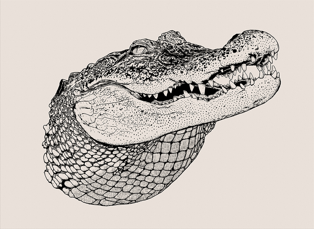 AMAZING FINE ART PIECE by Daniel Hannih ( http://danielhannih.com ) crocodile AMAZING FINE ART PIECE by Daniel Hannih ( http://danielhannih.com )