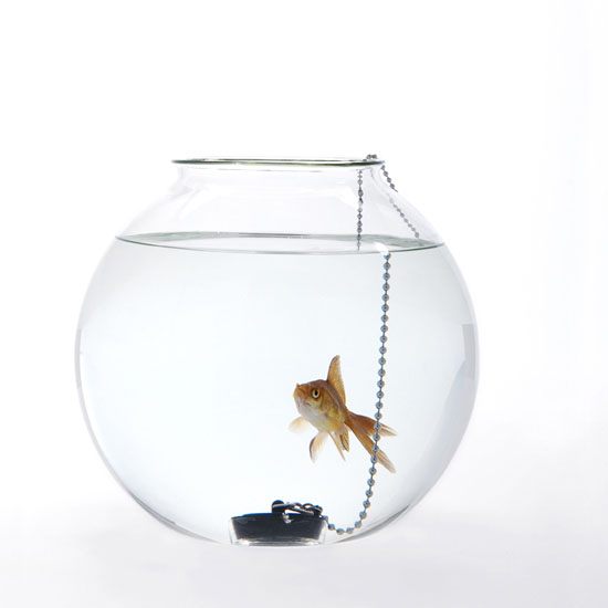 Do Not Piss Me Off Fish Bowls by Roger Arquer fishbowl 0 Do Not Piss Me Off Fish Bowls by Roger Arquer